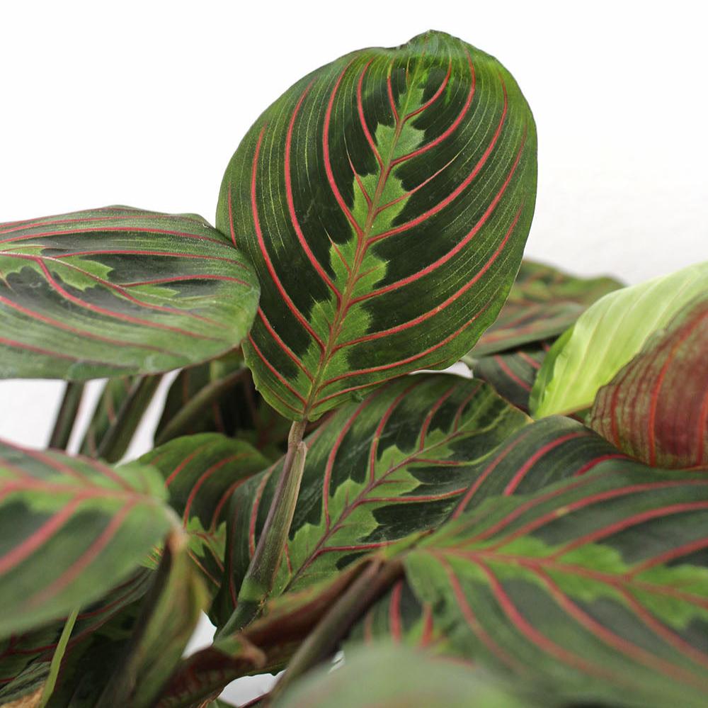 Maranta 'Red'