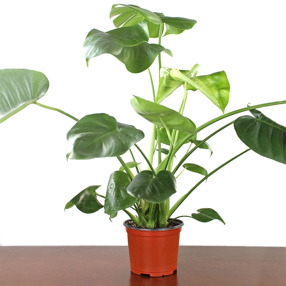 shop monstera plant Monstera Deliciosa (6")