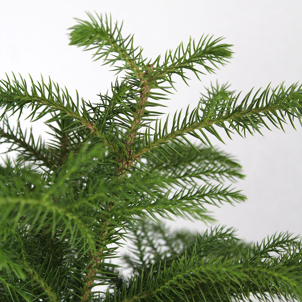 Norfolk Pine, Potted Gift