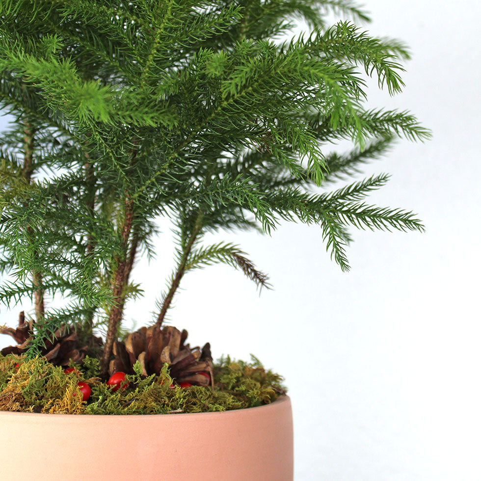 Norfolk Pine, Potted Gift