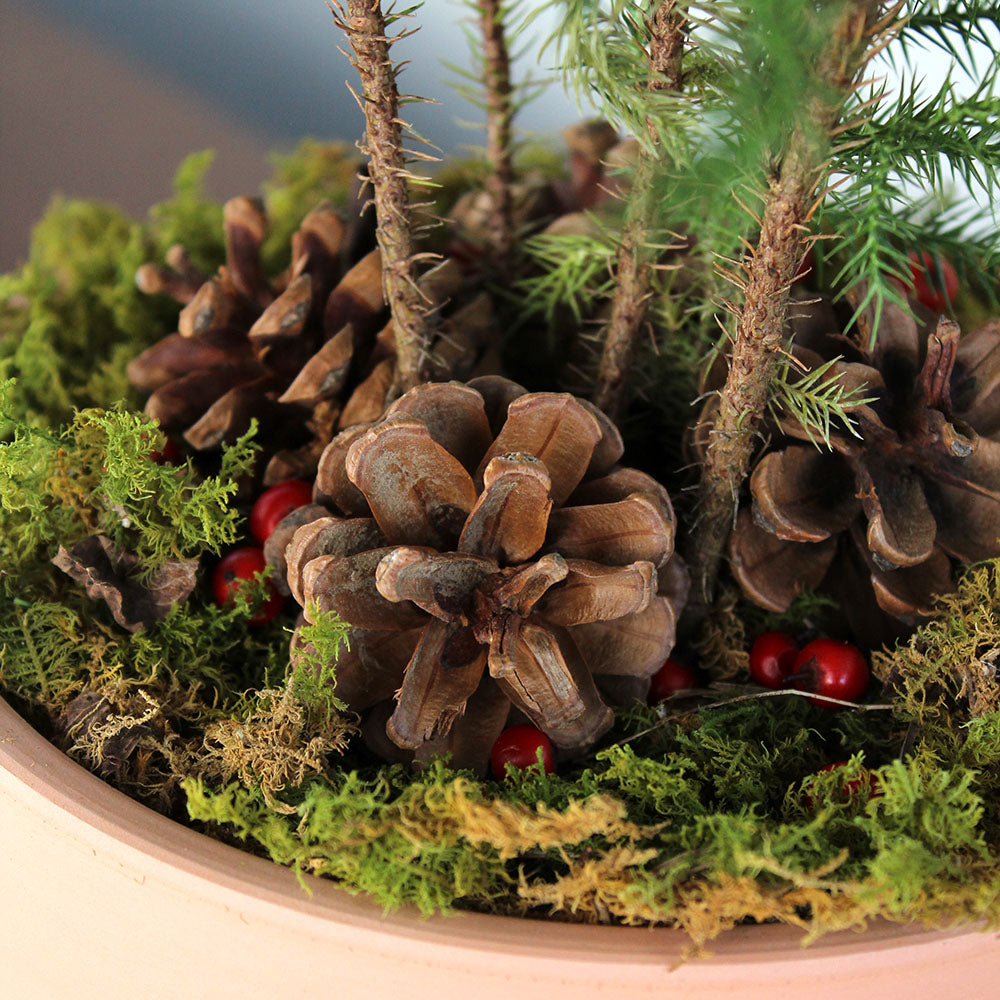 Norfolk Pine, Potted Gift