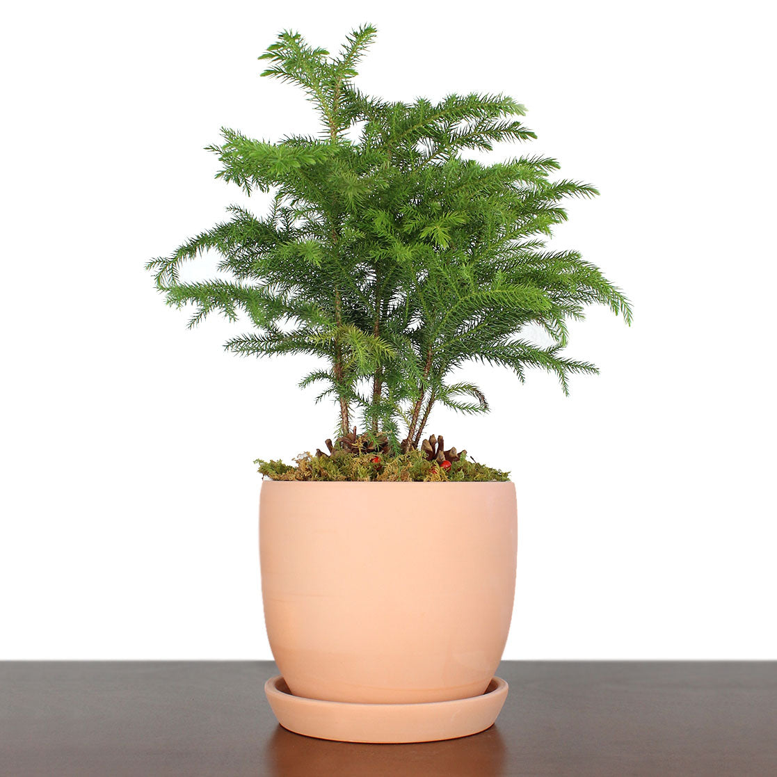 A Norfolk Pine in a terracotta pot with feathery branches, bringing a miniature evergreen forest indoors, perfect for bright, indirect light and lasting beyond the holiday season.
