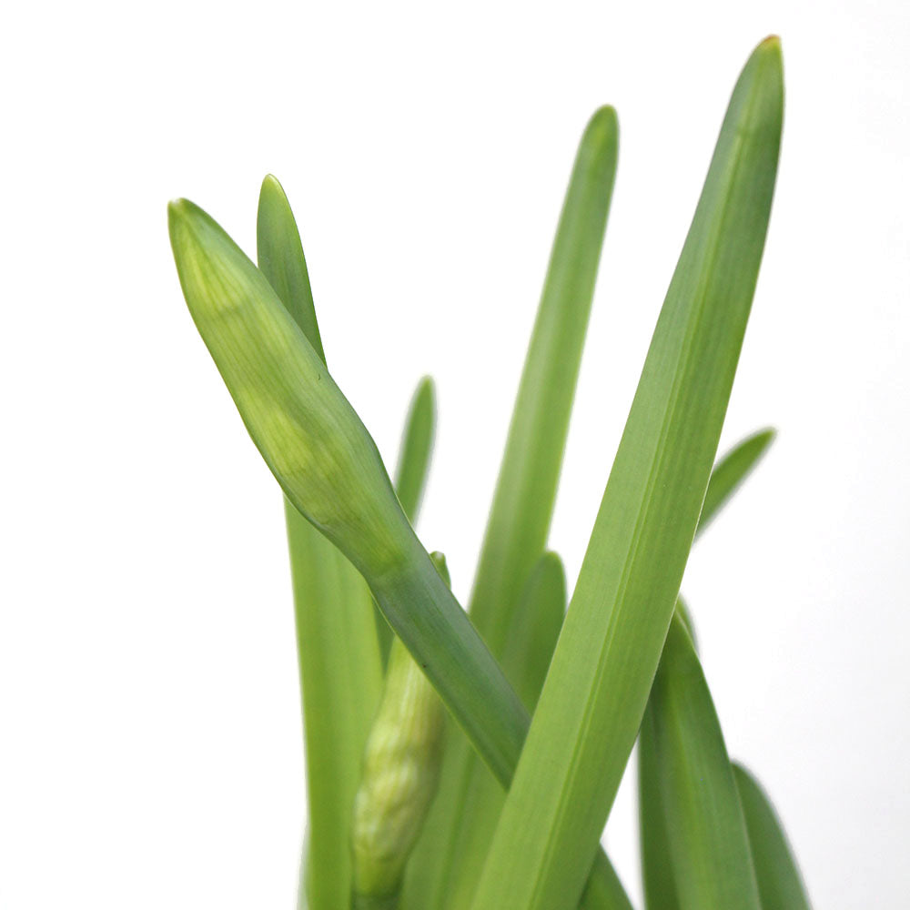 Paperwhites Potted