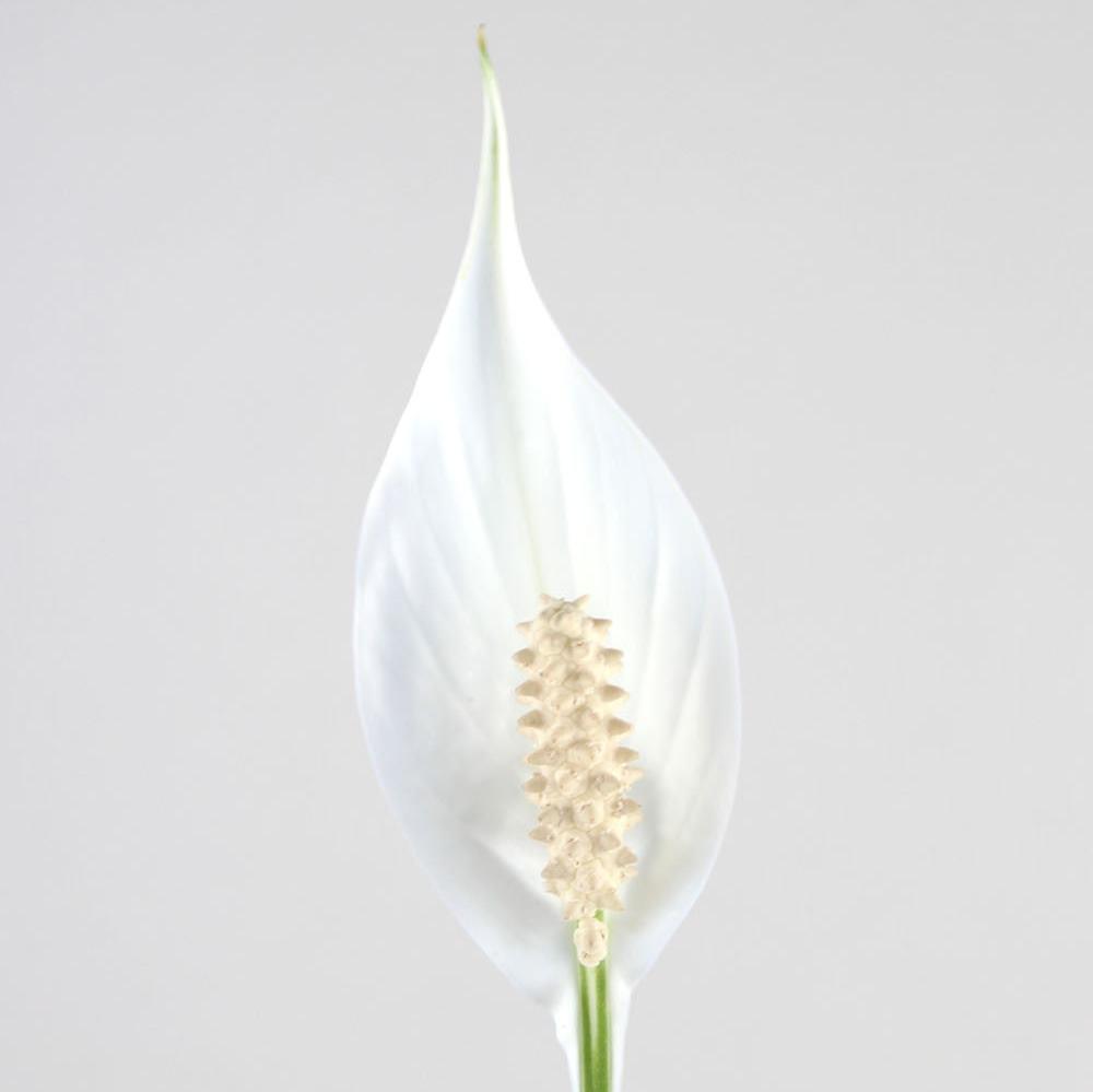 Spathiphyllum 'Peace Lily'