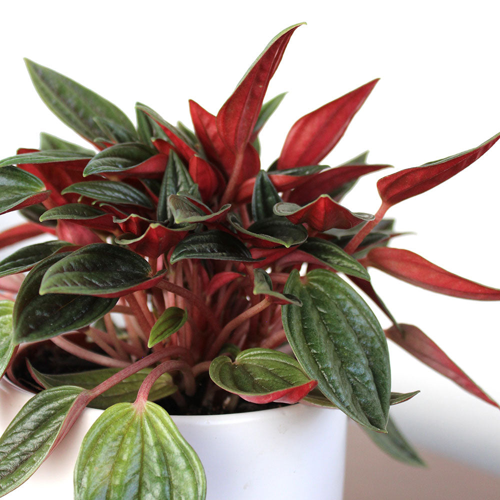 Peperomia 'Rosso' Potted Gift