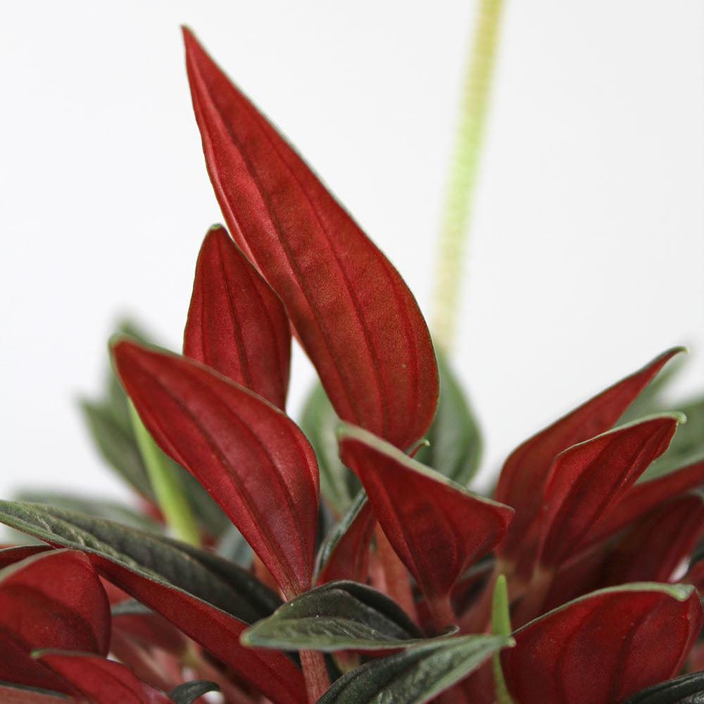 Peperomia 'Rosso'