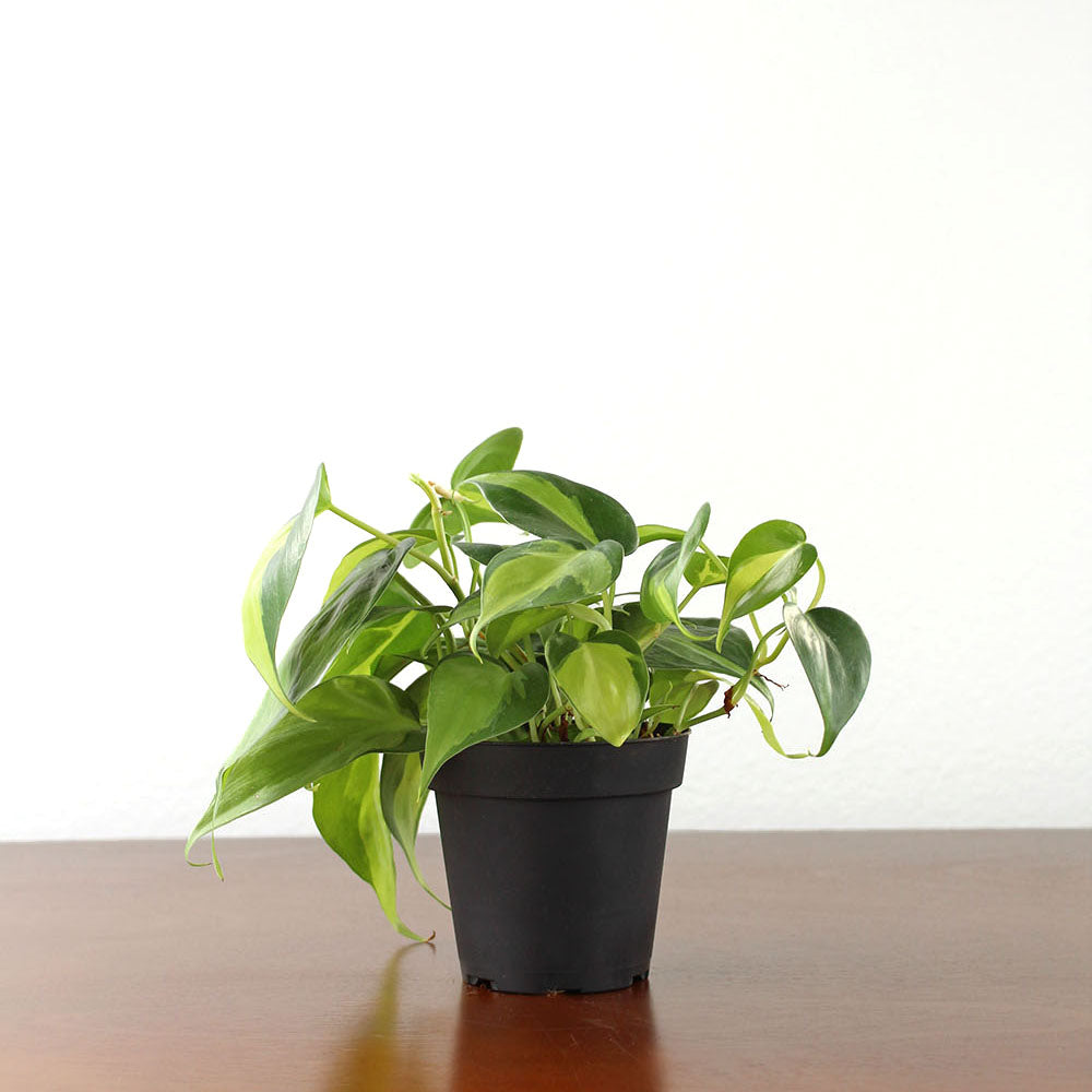 philodendron greenhouse Philodendron 'Brasil' – GreenHouse.shop