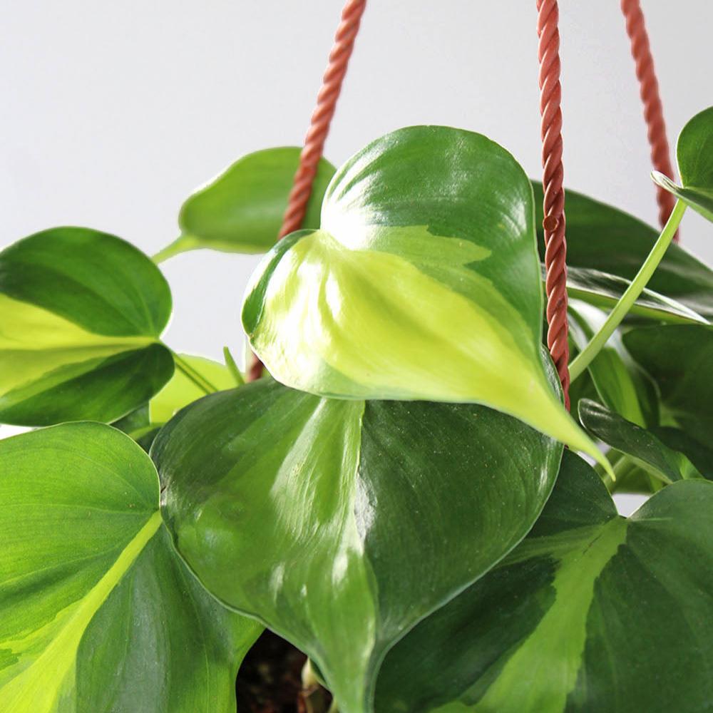 Philodendron 'Brasil'