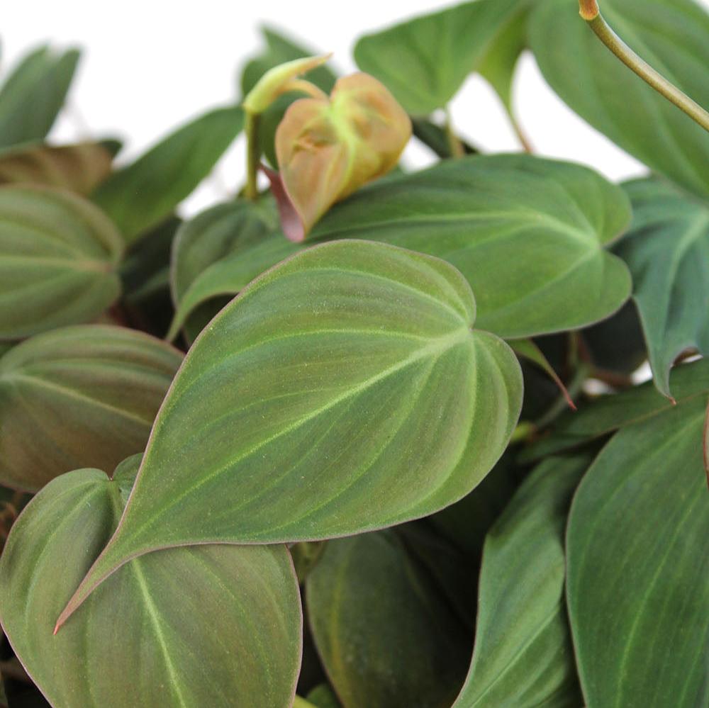 Philodendron 'Micans'