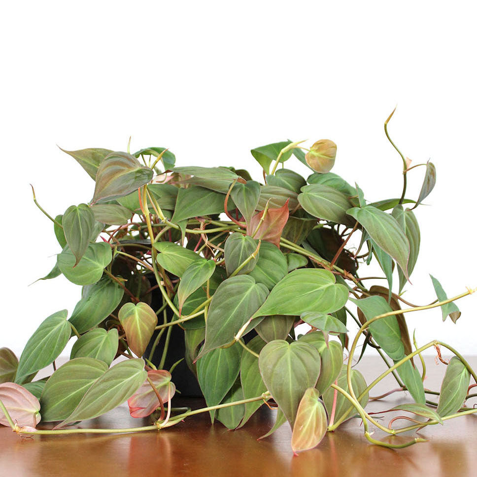 where to buy philodendron micans Philodendron 'Micans' – GreenHouse.shop