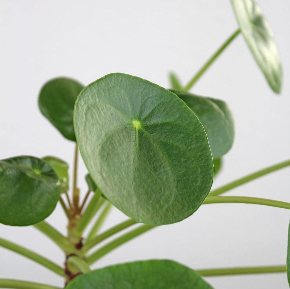 Pilea Peperomioides