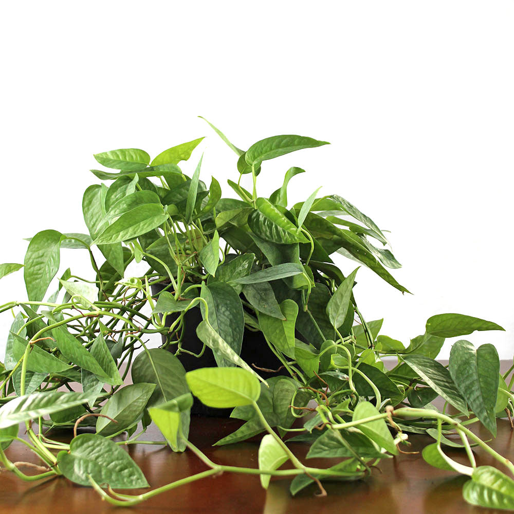 cebu blue pothos buy Pothos 'Cebu Blue' – GreenHouse.shop