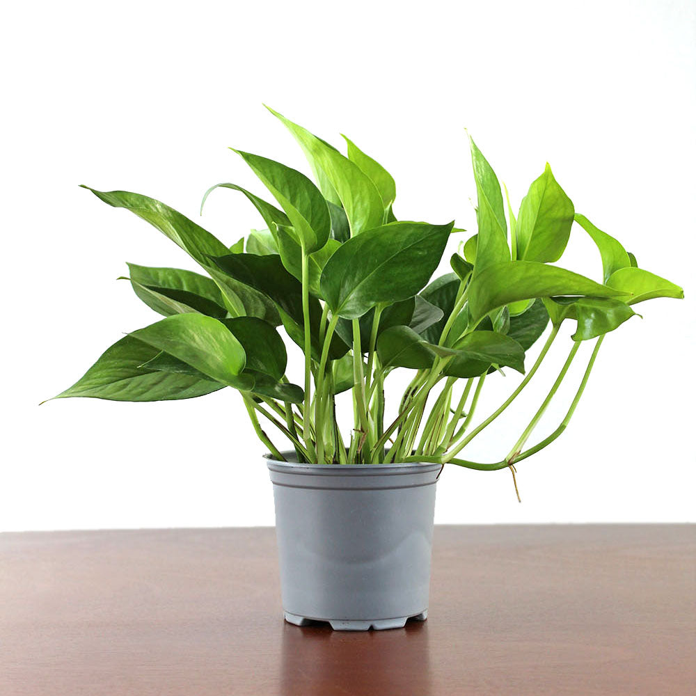 pothos jade green Pothos 'Jade' – GreenHouse.shop