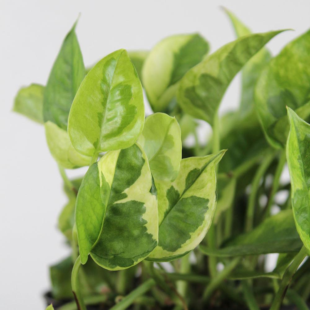 Pothos 'Lemon Meringue'