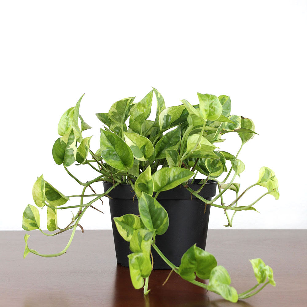 pothos lemon meringue Lemon Meringue Pothos - Epipremnum aureum - 6" Pot