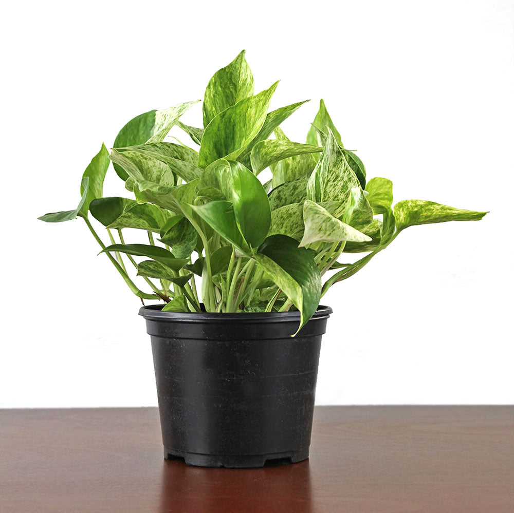 Pothos 'Marble Queen'