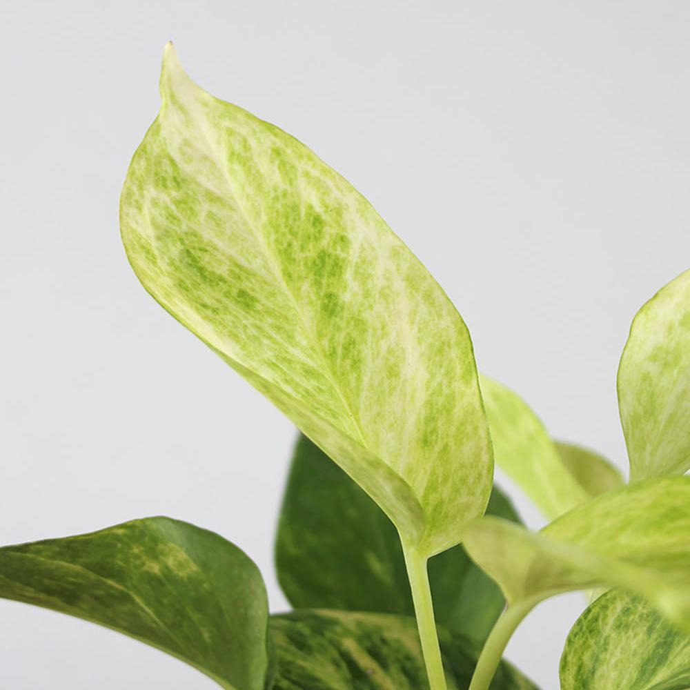 Pothos 'Neon Queen'
