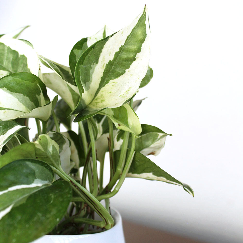 Pothos Pearls & Jade, Potted Gift