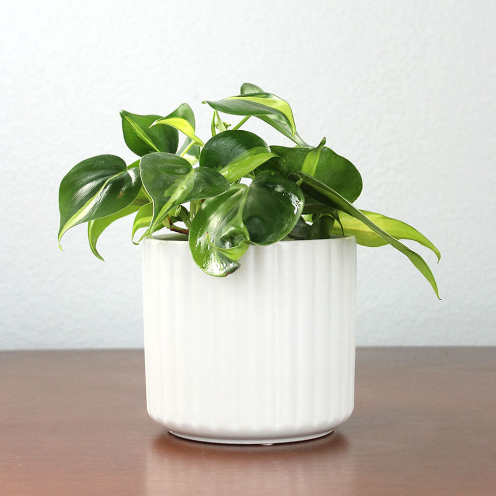 Ceramic 4" Ribbed Pot