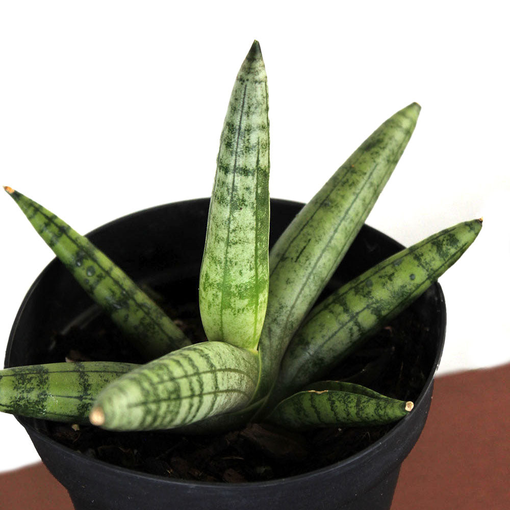 Sansevieria 'Cylindrica'