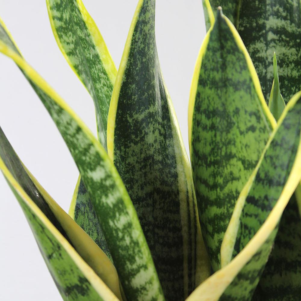 Sansevieria 'Superba'