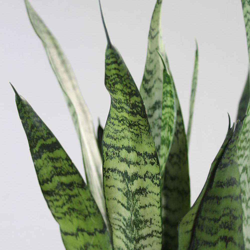 Sansevieria 'Zeylinica'