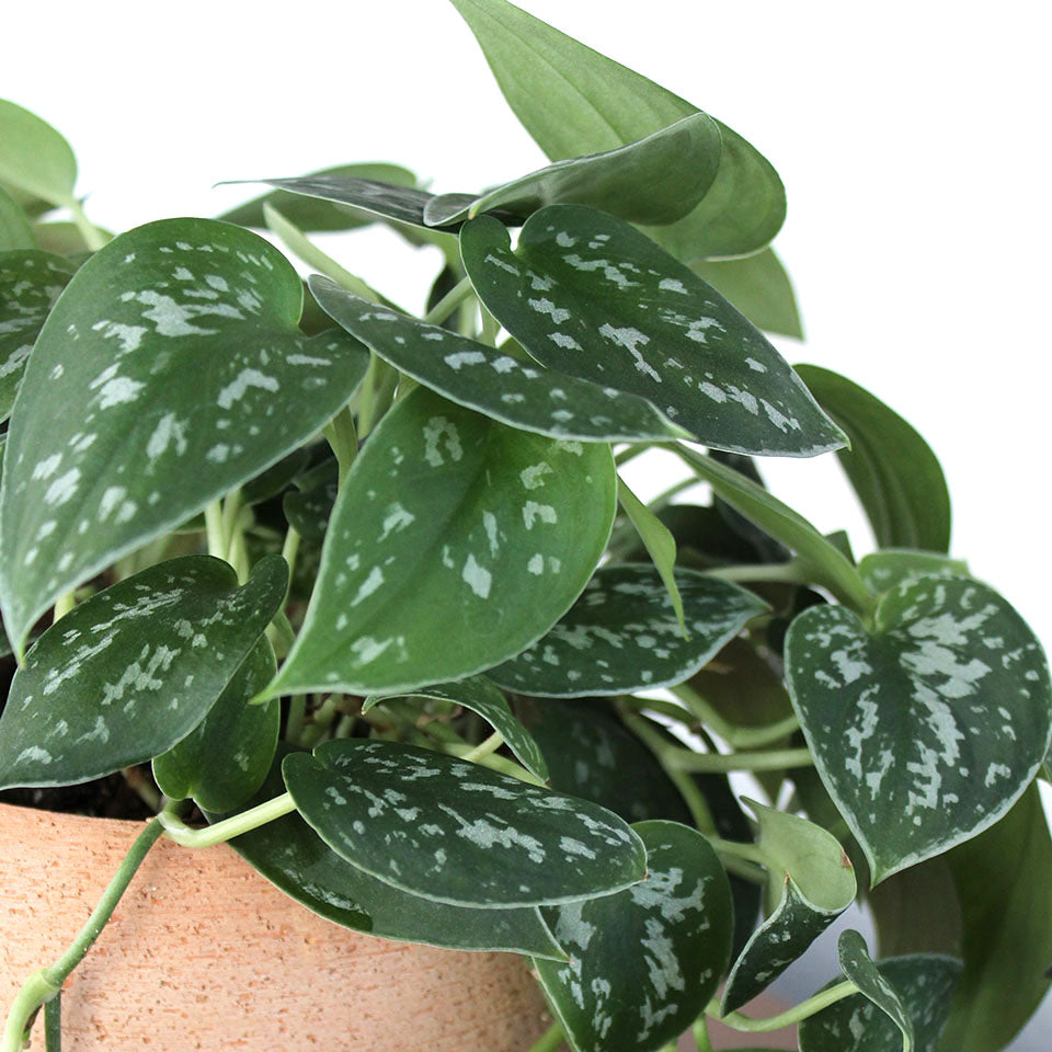 Scindapsus 'Silver Satin', Potted Gift