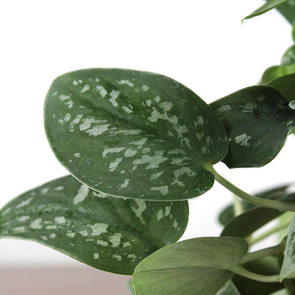Scindapsus 'Silver Satin'