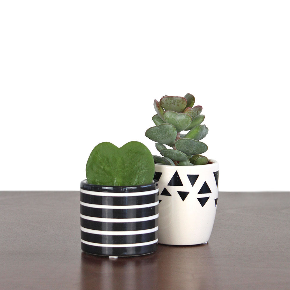 calico heart succulent The Heart Hoya and Calico Heart Succulent Duo – GreenHouse.shop