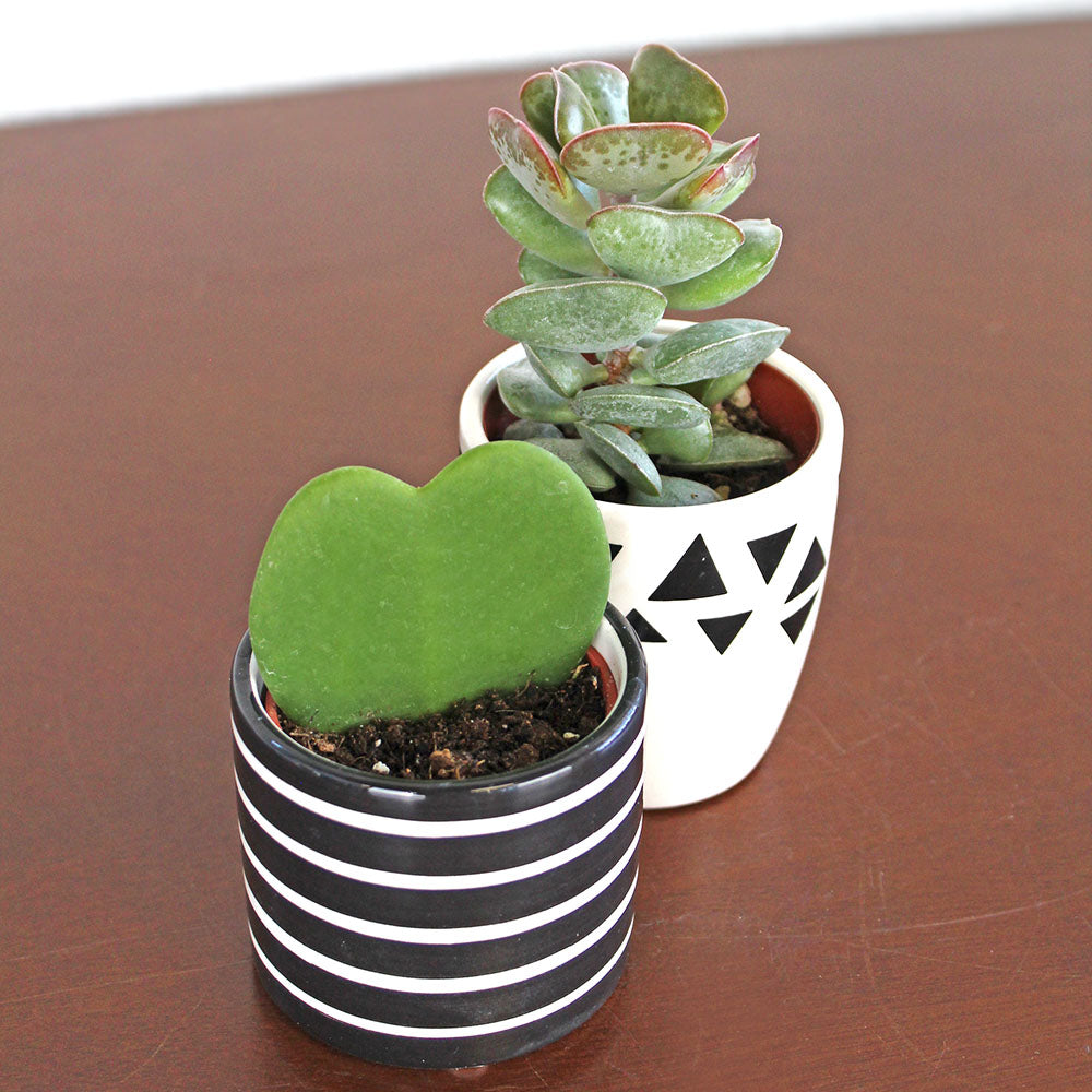 The Heart Hoya and Calico Heart Succulent Duo