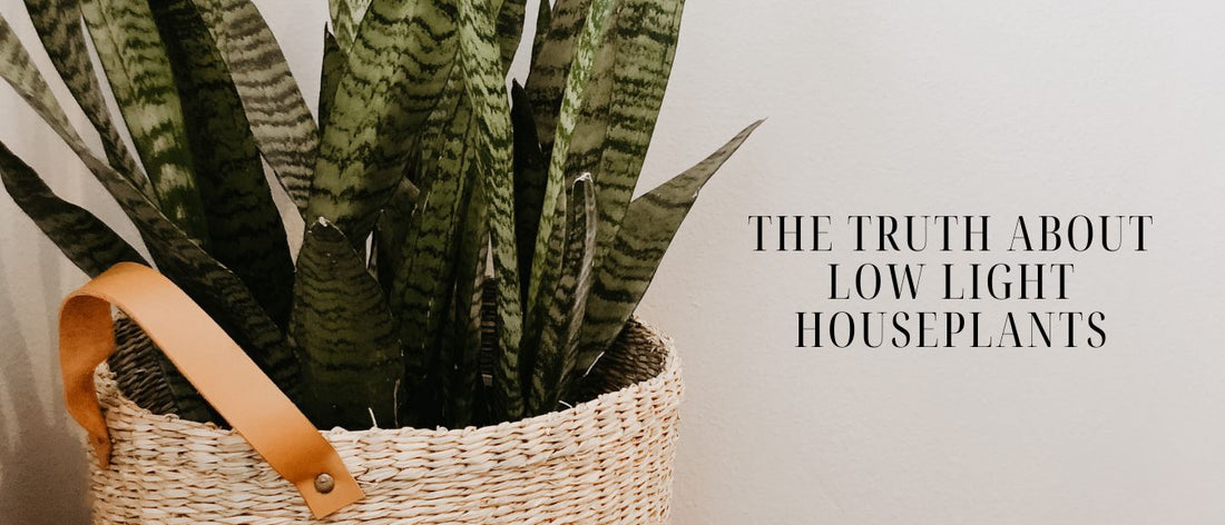 The Truth About Low Light Houseplants