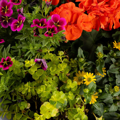 DIY - Patio Pot - Tropical Paradise