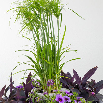 DIY - Patio Pot - Purple Breeze