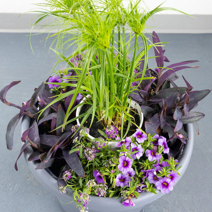 DIY - Patio Pot - Purple Breeze