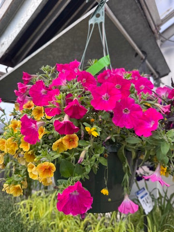Spring Hanging Basket