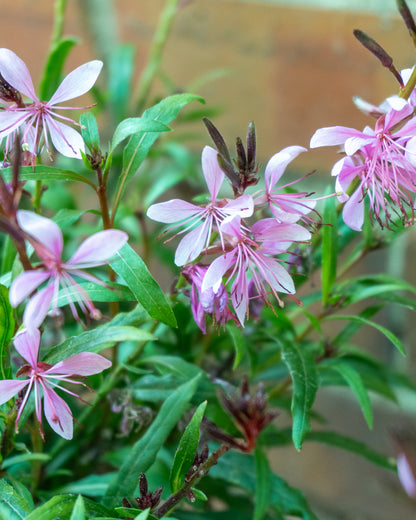Pollinator Friendly Perennial Garden Box
