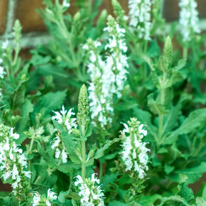 Pollinator Friendly Perennial Garden Box