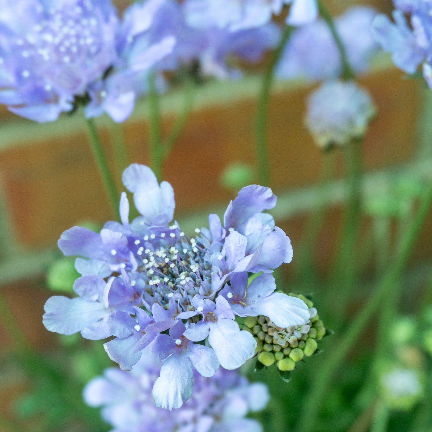 Pollinator Friendly Perennial Garden Box