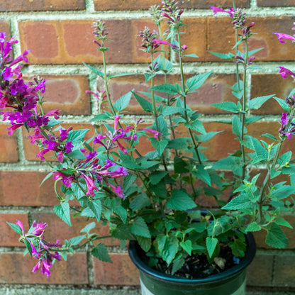 Pollinator Friendly Perennial Garden Box
