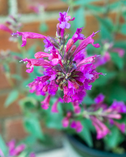 Pollinator Friendly Perennial Garden Box