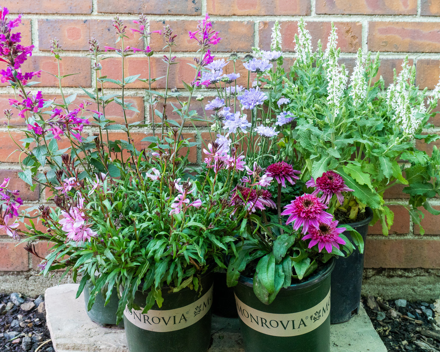 Pollinator Friendly Perennial Garden Box