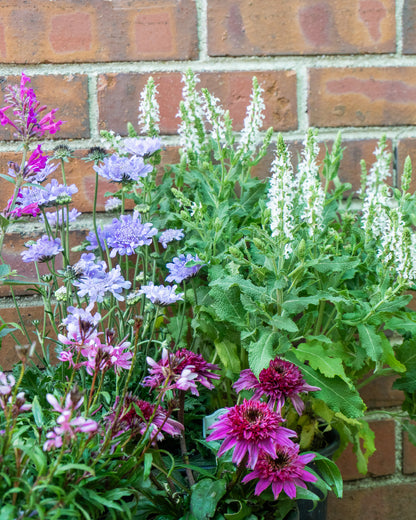 Pollinator Friendly Perennial Garden Box