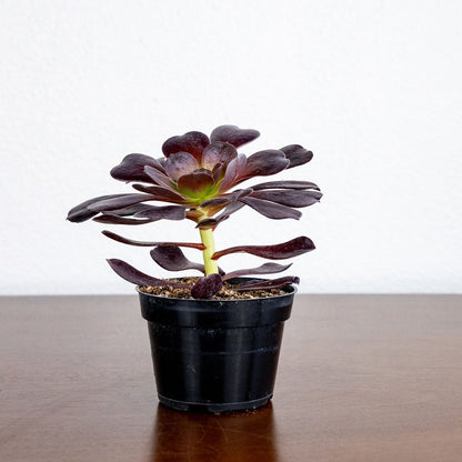 Potted succulent plant, aeonium on a wooden surface with a white background
