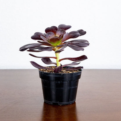 Small potted succulent plant on a wooden surface with a white background