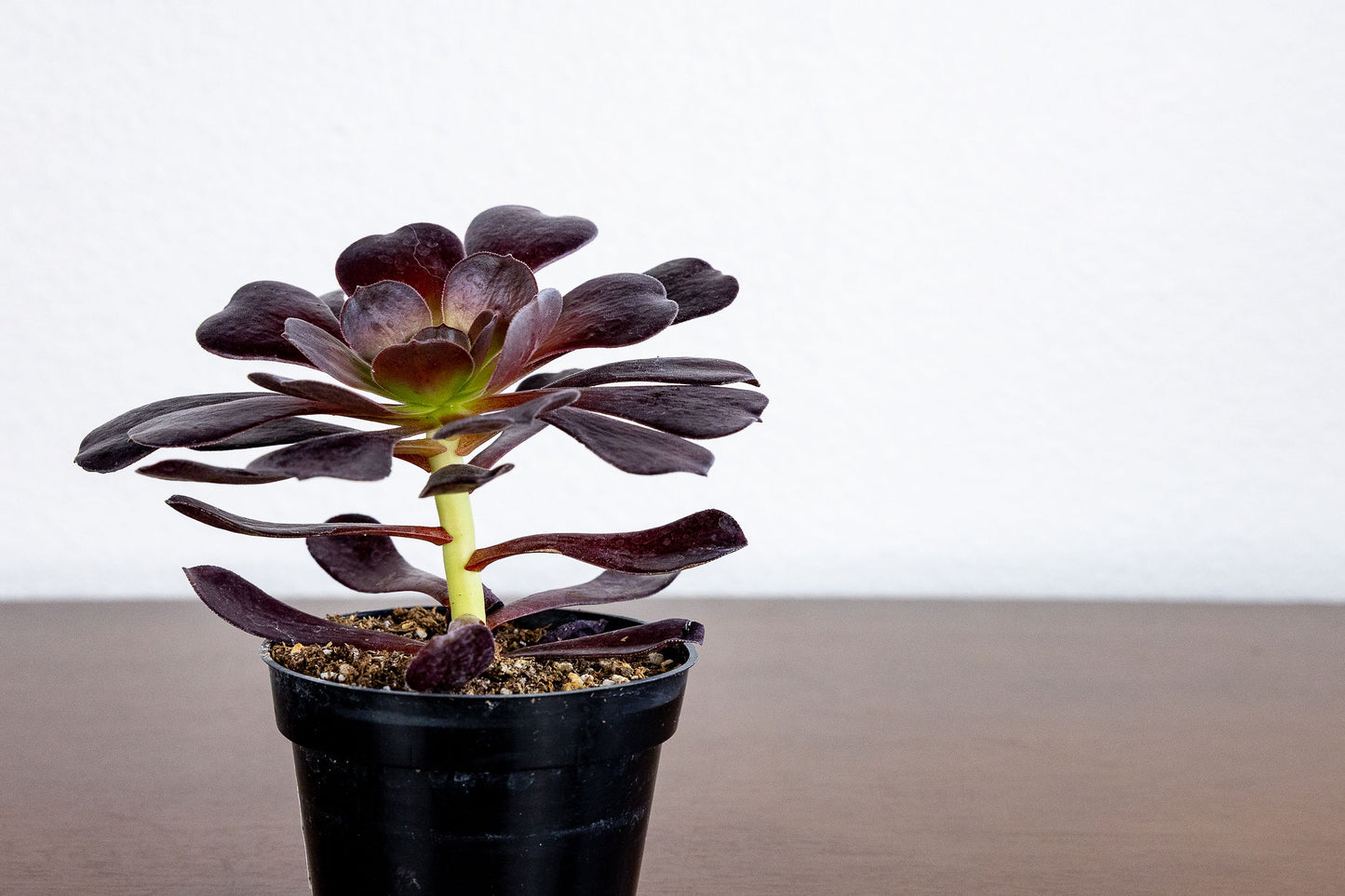 Potted succulent plant with dark green leaves on a white background