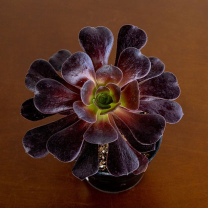 Close-up of a purple succulent plant on a wooden surface