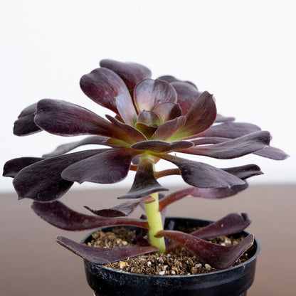 Potted succulent plant with dark green leaves on a plain background