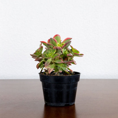 Small potted plant on a wooden surface with a white background