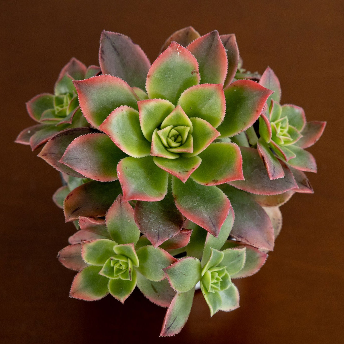 Green succulent plant with red edges on a brown background
