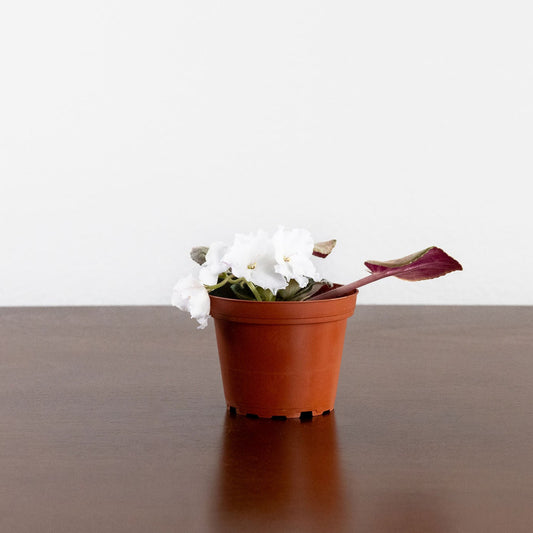 African Violet